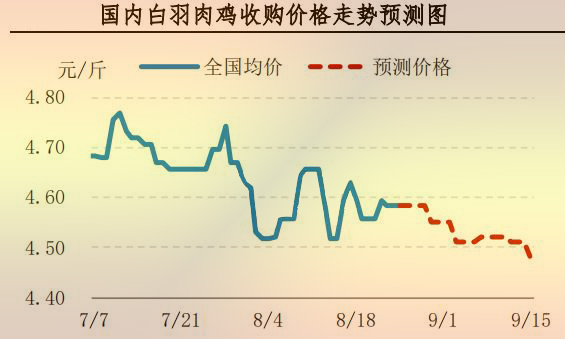 白羽肉雞