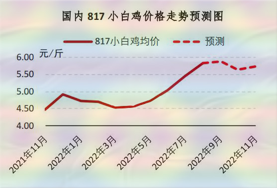 817小白雞