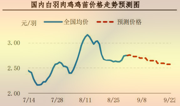 白羽肉雞雞苗
