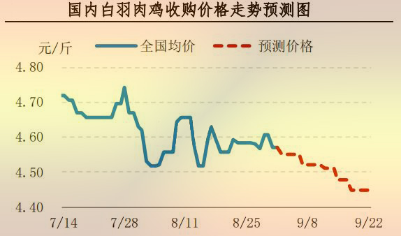 白羽肉雞