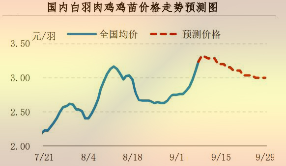 白羽肉雞雞苗