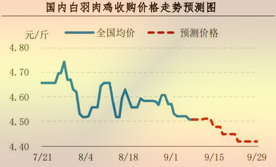 白羽肉雞