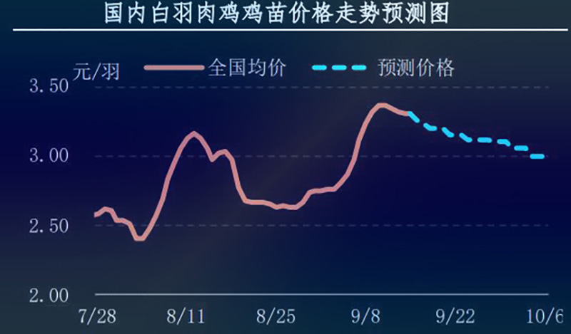 白羽肉雞雞苗
