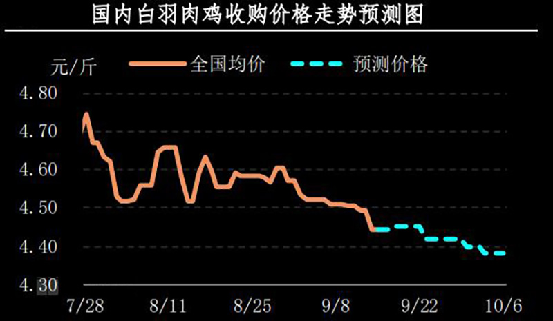  白羽肉雞