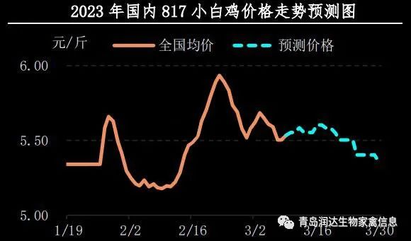 肉雞市場行情匯總
