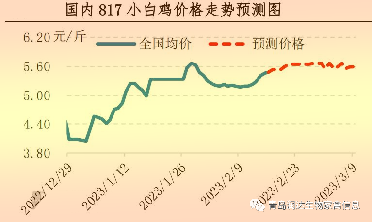 肉雞市場行情匯總