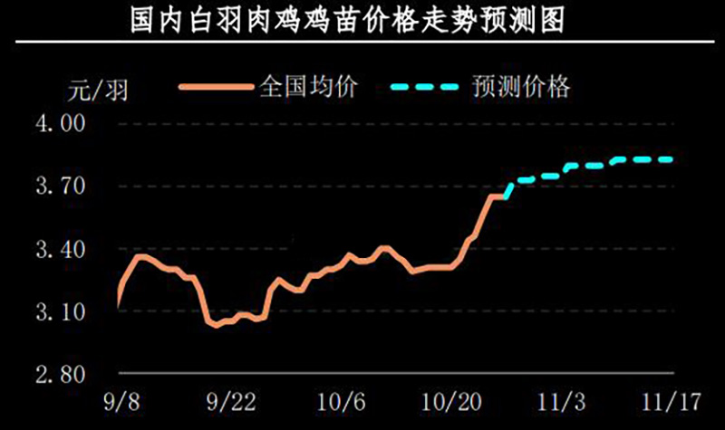 白羽肉雞雞苗