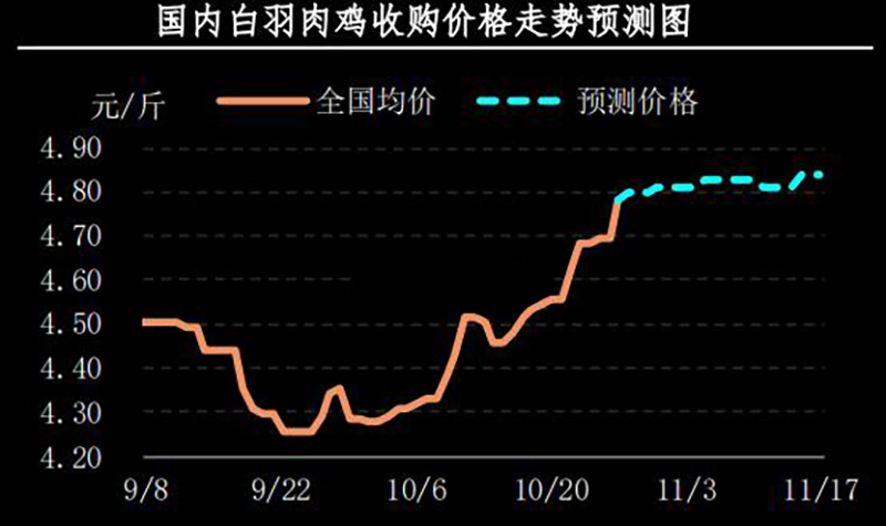白羽肉雞