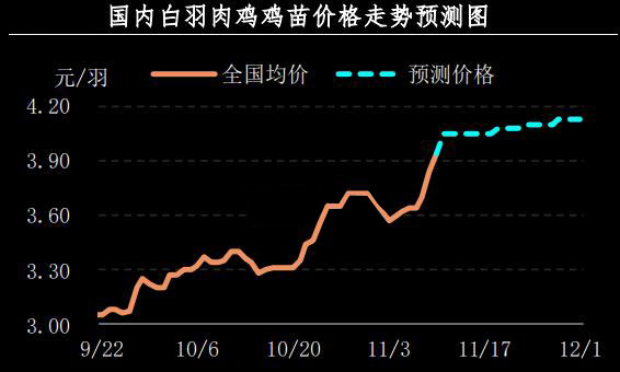 白羽肉雞雞苗