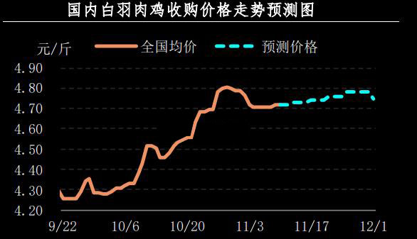 白羽肉雞