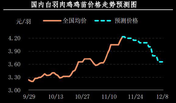 白羽肉雞雞苗