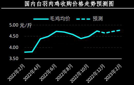 白羽肉雞