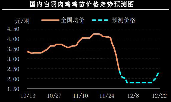 白羽肉雞雞苗