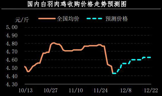 白羽肉雞