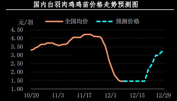 白羽肉雞雞苗