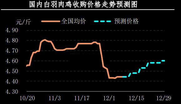 白羽肉雞